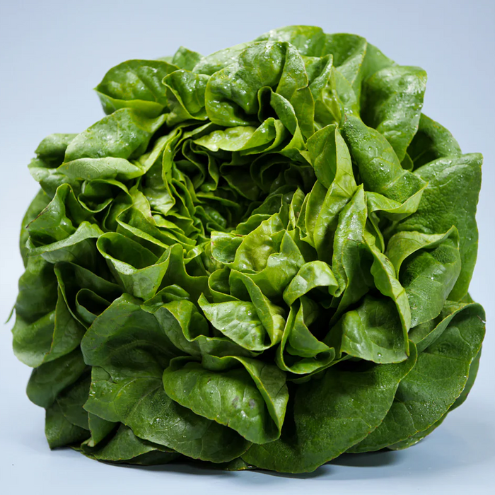 Butterhead Lettuce (Per Head)