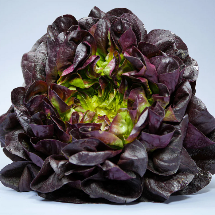 Butterhead Lettuce (Per Head)