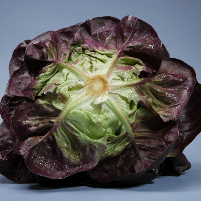 Butterhead Lettuce (Per Head)