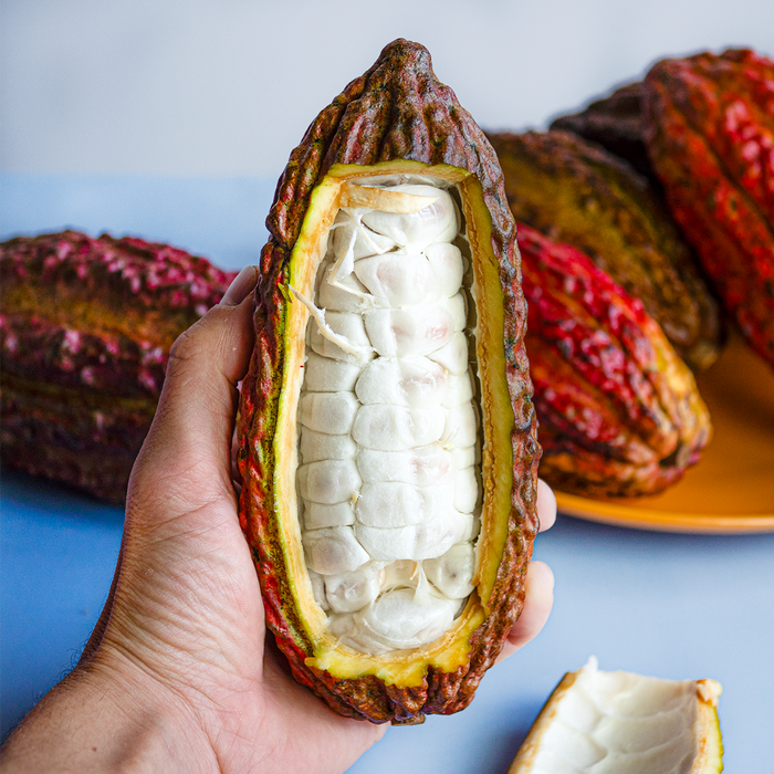 Cacao Fruit