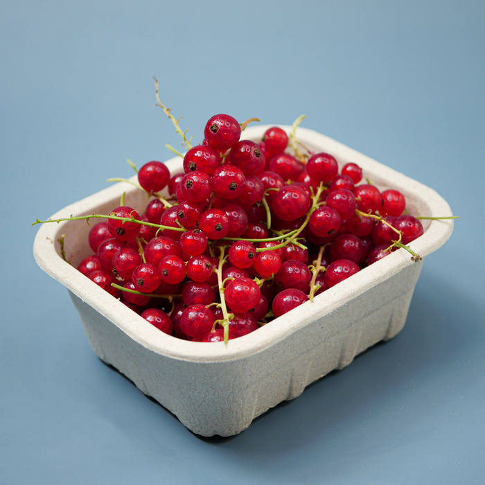Red Currants (10oz)