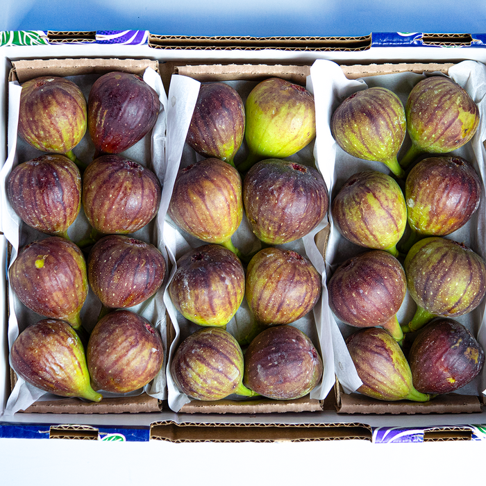 Brown Turkey Figs x24