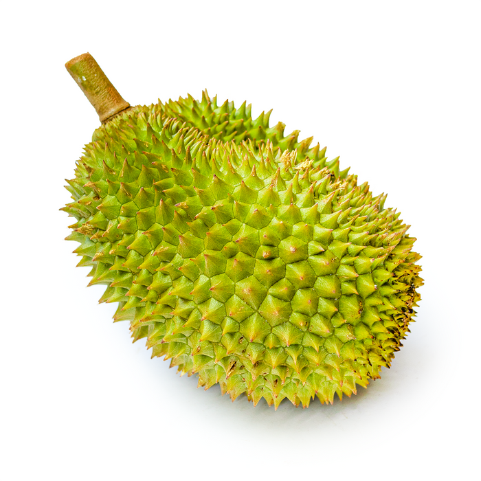 Thai Laplae Durian