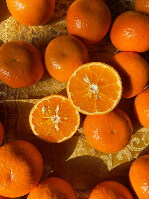 Tangerine (9.5lbs)