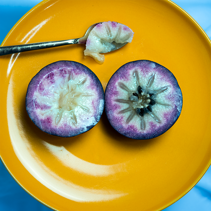 紫海星牛奶果
