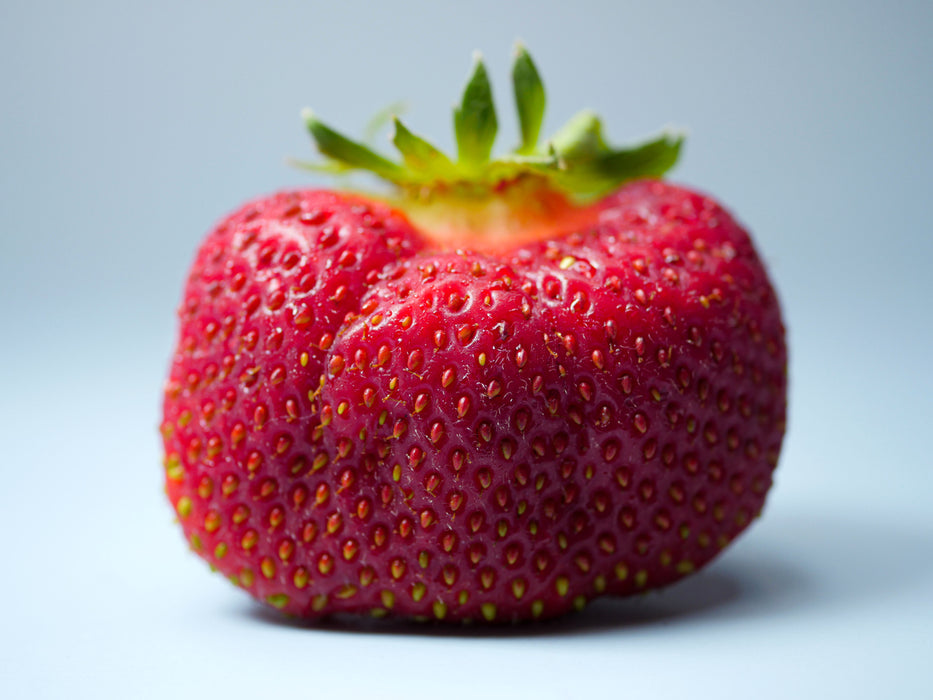 Strawberries, June Bearing; "Jewel"